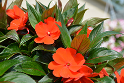 Painted Select Electric Orange New Guinea Impatiens (Impatiens hawkeri 'Paradise Select Electric Orange') at Lakeshore Garden Centres