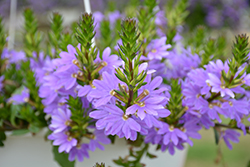Blue Sea Fan Flower (Scaevola aemula 'Blue Sea') at A Very Successful Garden Center
