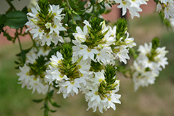 Scala White Fan Flower (Scaevola aemula 'Scala White') at A Very Successful Garden Center
