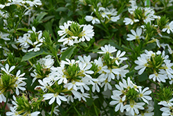 Bombay White Fan Flower (Scaevola aemula 'Bombay White') at A Very Successful Garden Center