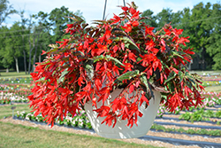Beauvilia Red Begonia (Begonia boliviensis 'Beauvilia Red') at Lakeshore Garden Centres