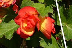 AmeriHybrid Picotee Sunburst Begonia (Begonia 'AmeriHybrid Picotee Sunburst') at A Very Successful Garden Center