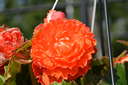 AmeriHybrid Ruffled Apricot Begonia (Begonia 'PAS1381080') at A Very Successful Garden Center