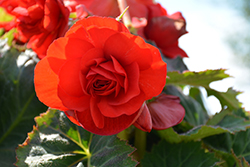 AmeriHybrid Roseform Red Begonia (Begonia 'AmeriHybrid Roseform Red') at A Very Successful Garden Center