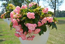 On Top Pink Halo Begonia (Begonia 'AmeriHybrid On Top Pink Halo') at A Very Successful Garden Center