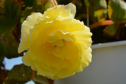 AmeriHybrid Roseform Yellow Begonia (Begonia 'AmeriHybrid Roseform Yellow') at A Very Successful Garden Center