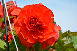 AmeriHybrid Roseform Scarlet Orange Begonia (Begonia 'AmeriHybrid Roseform Scarlet Orange') at A Very Successful Garden Center