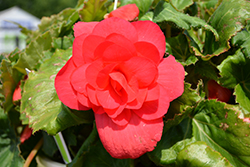 AmeriHybrid Roseform Rose Begonia (Begonia 'AmeriHybrid Roseform Rose') at A Very Successful Garden Center