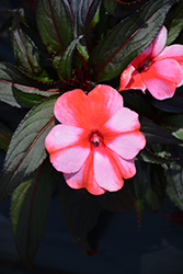 Sonic Sweet Red New Guinea Impatiens (Impatiens 'Sonic Sweet Red') at A Very Successful Garden Center