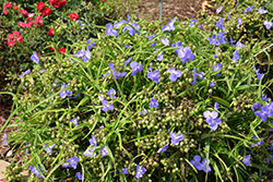 Amethyst Kiss Spiderwort (Tradescantia x andersoniana 'Radtrad') at A Very Successful Garden Center