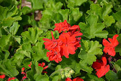 Calliope Large Scarlet Fire Geranium (Pelargonium 'Calliope Large Scarlet Fire') at A Very Successful Garden Center