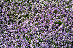 Yolo Lavender Sweet Alyssum (Lobularia maritima 'Yolo Lavender') at A Very Successful Garden Center