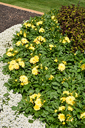 Dahlinova Hypnotica Yellow Dahlia (Dahlia 'Hypnotica Yellow') at A Very Successful Garden Center