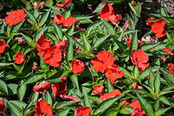 SunStanding Fire Red Impatiens (Impatiens 'SunStanding Fire Red') at A Very Successful Garden Center