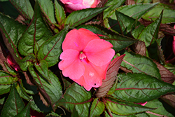 SunStanding Neon Rose Impatiens (Impatiens 'SunStanding Neon Rose') at A Very Successful Garden Center