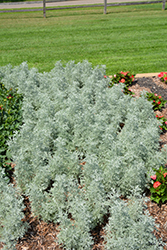 Parfum d'Ethiopia Artemisia (Artemisia 'Parfum d'Ethiopia') at Lakeshore Garden Centres