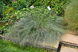 Blue Hills Meadow Grass (Poa glauca 'Blue Hills') at A Very Successful Garden Center