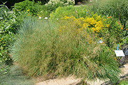 Pixie Fountain Tufted Hair Grass (Deschampsia cespitosa 'Pixie Fountain') at Stonegate Gardens