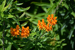 Butterfly Weed (Asclepias tuberosa spp. interior) at A Very Successful Garden Center