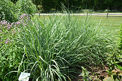 Indian Grass (Sorghastrum nutans) at A Very Successful Garden Center