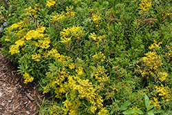 Middendorf Striatum Stonecrop (Sedum middendorfianum var. striatum) at Lakeshore Garden Centres