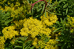Middendorf Striatum Stonecrop (Sedum middendorfianum var. striatum) at A Very Successful Garden Center