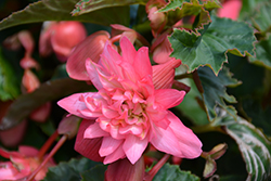 Funky Pink Begonia (Begonia 'Funky Pink') at A Very Successful Garden Center