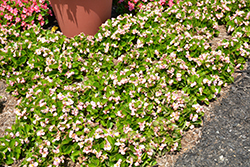 Sprint Plus Apple Blossom Begonia (Begonia 'Sprint Plus Apple Blossom') at A Very Successful Garden Center