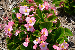 Sprint Plus Pink Begonia (Begonia 'Sprint Plus Pink') at Lakeshore Garden Centres