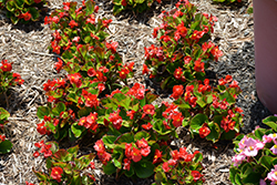 Sprint Plus Red Begonia (Begonia 'Sprint Plus Red') at Lakeshore Garden Centres