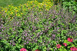 Summer Jewel Lavender Sage (Salvia 'Summer Jewel Lavender') at A Very Successful Garden Center