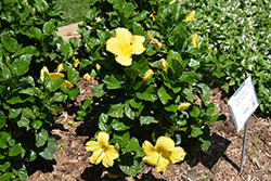 Yellow Hibiscus (Hibiscus rosa-sinensis 'Yellow') at A Very Successful Garden Center