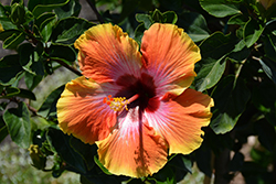 Fiesta Hibiscus (Hibiscus rosa-sinensis 'Fiesta') at A Very Successful Garden Center