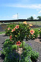 Fiesta Hibiscus (Hibiscus rosa-sinensis 'Fiesta') at Lakeshore Garden Centres