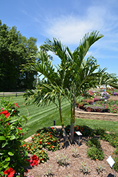 Manila Palm (Adonidia merrillii) at A Very Successful Garden Center