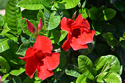 Sun Parasol Pretty Crimson Mandevilla (Mandevilla 'Sunmanderemi') at Lakeshore Garden Centres