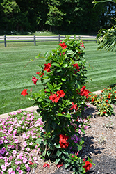 Sun Parasol Pretty Crimson Mandevilla (Mandevilla 'Sun Parasol Pretty Crimson') at A Very Successful Garden Center