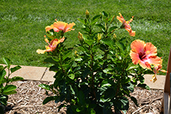 Fiesta Hibiscus (Hibiscus rosa-sinensis 'Fiesta') at A Very Successful Garden Center