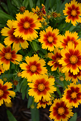 UpTick Gold and Bronze Tickseed (Coreopsis 'Baluptgonz') at Lakeshore Garden Centres