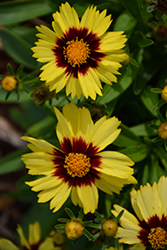 UpTick Yellow and Red Tickseed (Coreopsis 'Baluptowed') at Lakeshore Garden Centres
