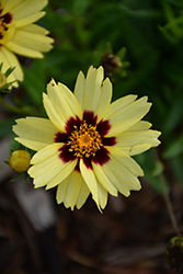 UpTick Cream and Red Tickseed (Coreopsis 'Balupteamed') at A Very Successful Garden Center