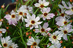 Bloomsation Chameleon Tickseed (Coreopsis rosea 'URIBL02') at A Very Successful Garden Center