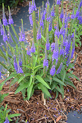 Vernique Blue Speedwell (Veronica longifolia 'Vernique Blue') at A Very Successful Garden Center