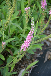 Tickled Pink Speedwell (Veronica spicata 'Tickled Pink') at Lakeshore Garden Centres
