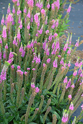Ronica Dark Pink Speedwell (Veronica 'Ronica Dark Pink') at A Very Successful Garden Center