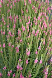 Ronica Pink Speedwell (Veronica 'Ronica Pink') at Lakeshore Garden Centres