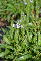 Little Blues Gentian Speedwell (Veronica gentianoides 'Little Blues') at Lakeshore Garden Centres