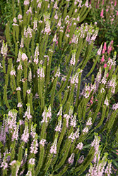 First Choice Speedwell (Veronica 'First Choice') at Lakeshore Garden Centres
