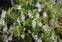 Blue Feathers Speedwell (Veronica pinnata 'Blue Feathers') at A Very Successful Garden Center
