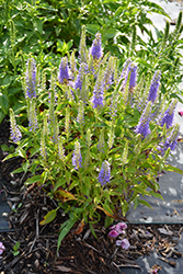 Blue Bouquet Speedwell (Veronica spicata 'Blue Bouquet') at Stonegate Gardens